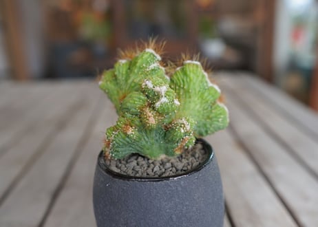 モンビレア 残雪の峰　Monvillea spegazzinii