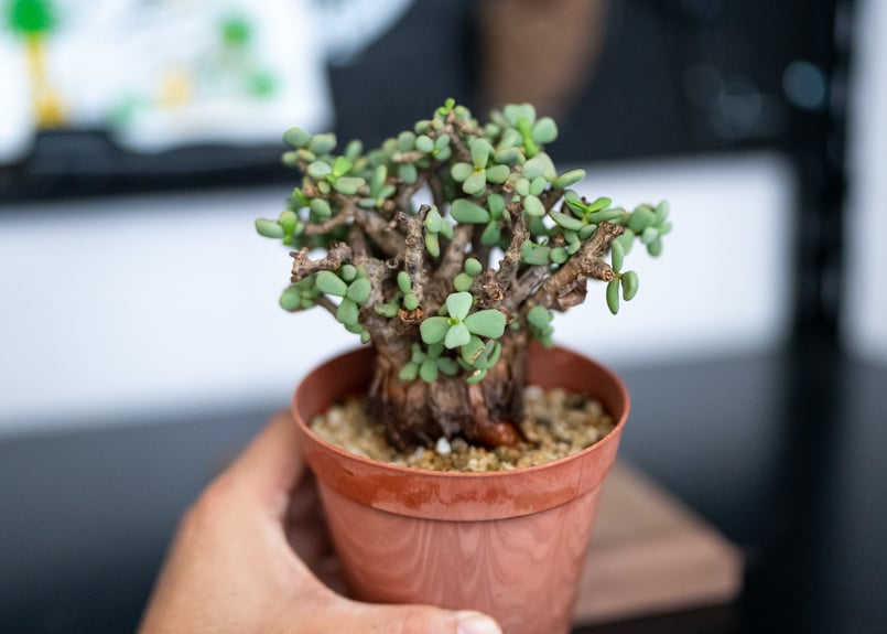 ケラリア ピグマエア 沖縄管理株 | mana's farm:塊根植物・アガベ