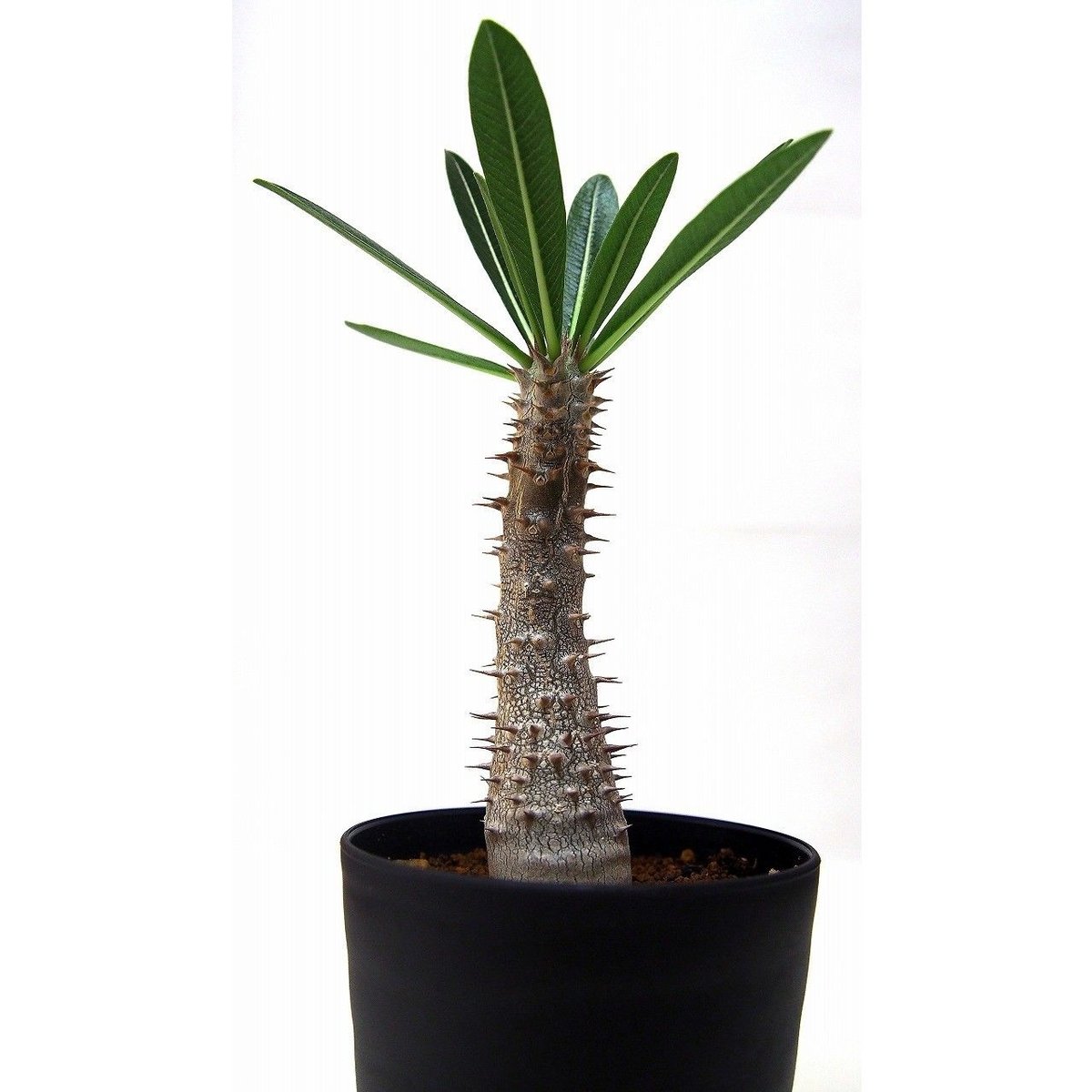 Pachypodium Tackyi パキポディウム タッキーno.2 | mana's fa