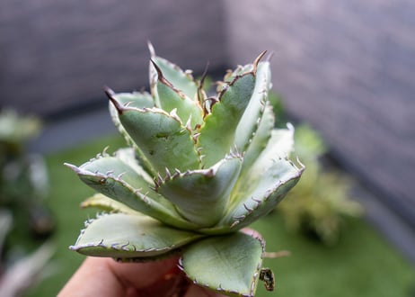 Agave titanota Flligree NO.1