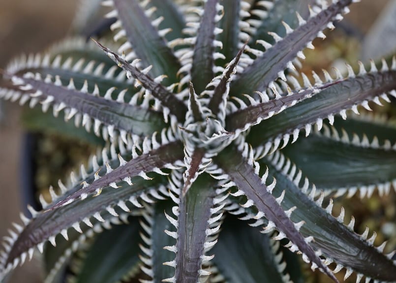 ディッキア Dyckia Code NW-26 Bill Baker ⑶ ディッキア：Dyckia