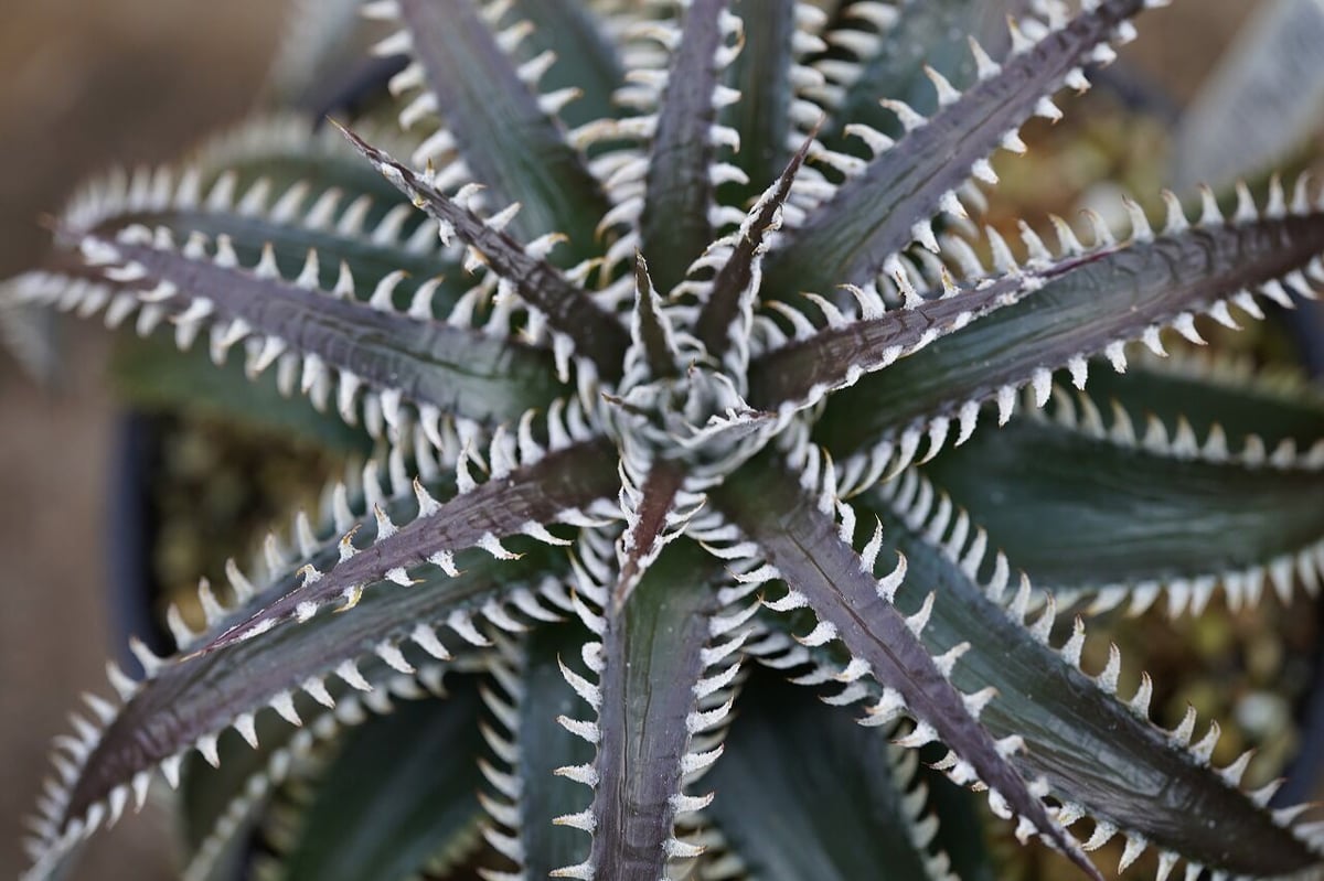 ディッキア ビルベイカー Dyckia tracking code ACC