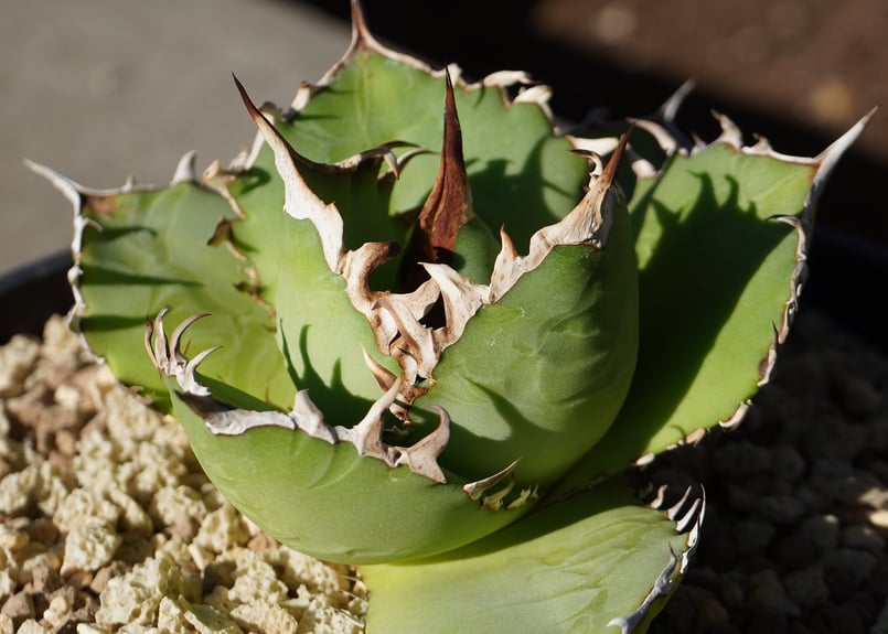 アガベ チタノタ FO-76 | mana's farm:塊根植物・アガベ・ドライ