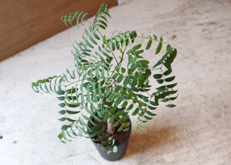 デロニクスプミラ デロニクス・プミラ | 多肉植物・特別な鉢の販売 | トーキー | TOKY