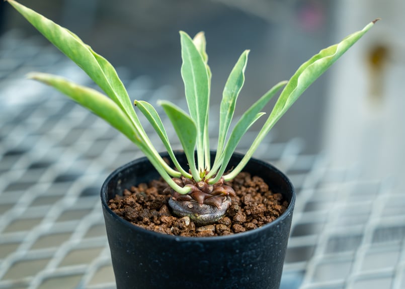 ユーフォルビア 鉄甲丸 | mana's farm:塊根植物・アガベ・ドライ