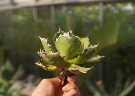 agave　姫厳竜　№11