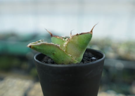 アガベ　チタノタ　白鯨　Agave titanota White whale　No.4