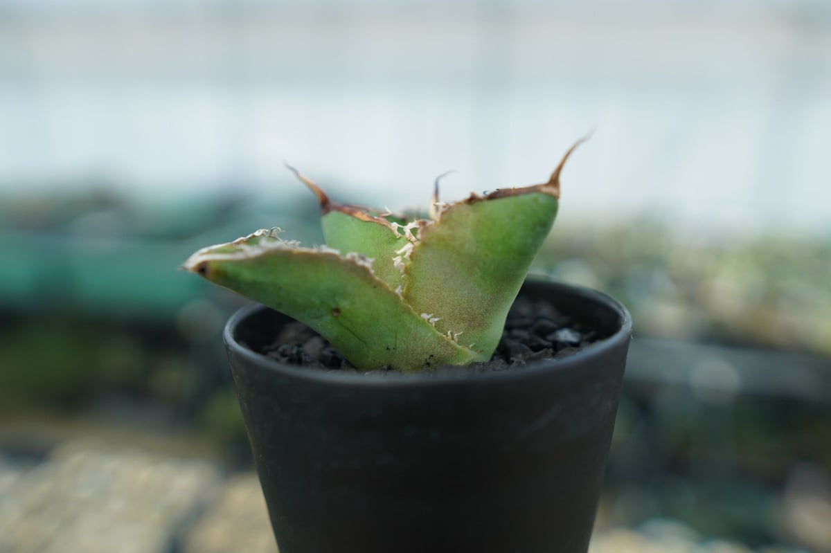 アガベ チタノタ 白鯨 Agave titanota White whale No.4 | m