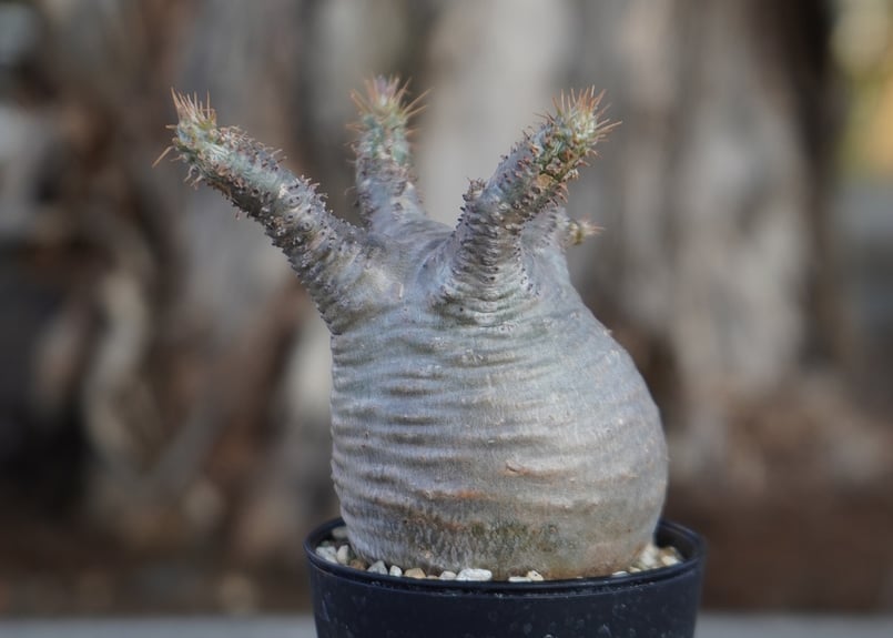 パキポディウム グラキリス No.10 | mana's farm:塊根植物・アガベ