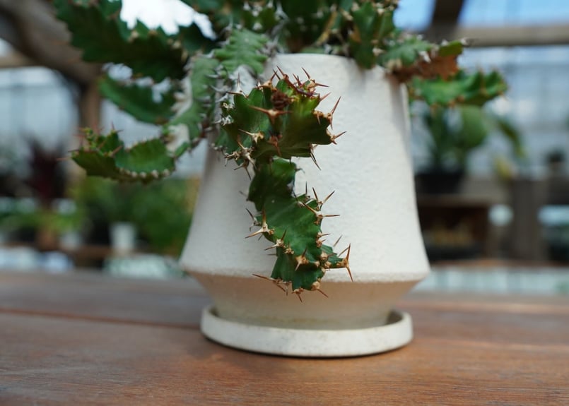 ユーフォルビア ウムフォロジエンシス Euphorbia umfoloziensis | ma