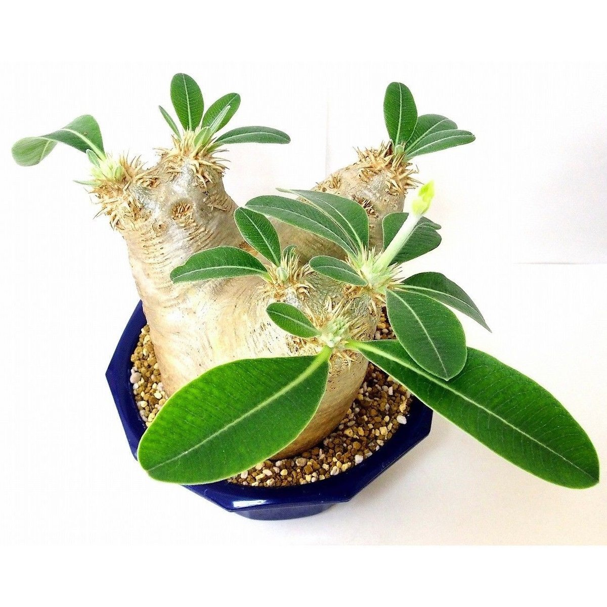 【現品】パキポディウム エブレネウム 　６号 パキポディウム エブレネウム Pachypodium eburneum №6 | mana'