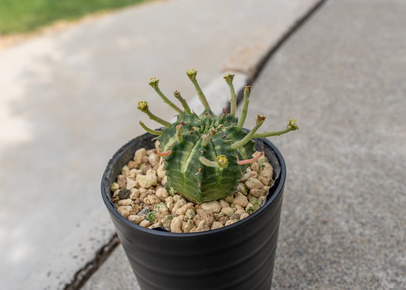 ユーフォルビア バリダ オス | mana's farm:塊根植物・アガベ・ドライ