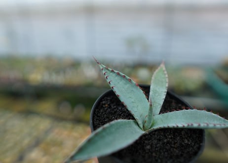 アガベ　屈原の舞扇 Agave 'Kutsugen no Maiougi'