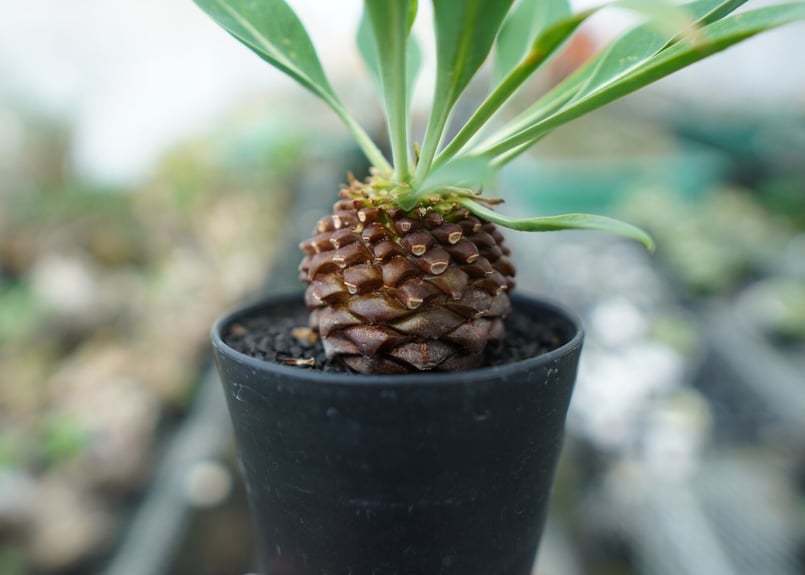 ユーフォルビア 鉄甲丸 Euphorbia bupleurifolia | mana's fa