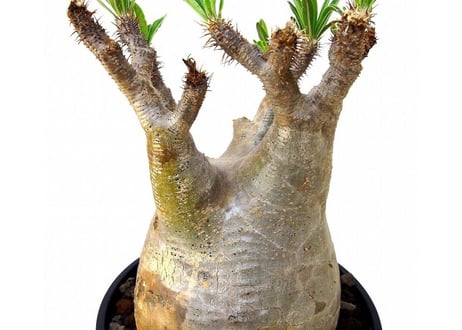 Pachypodium Gracilius パキポディウム  グラキリス  №5