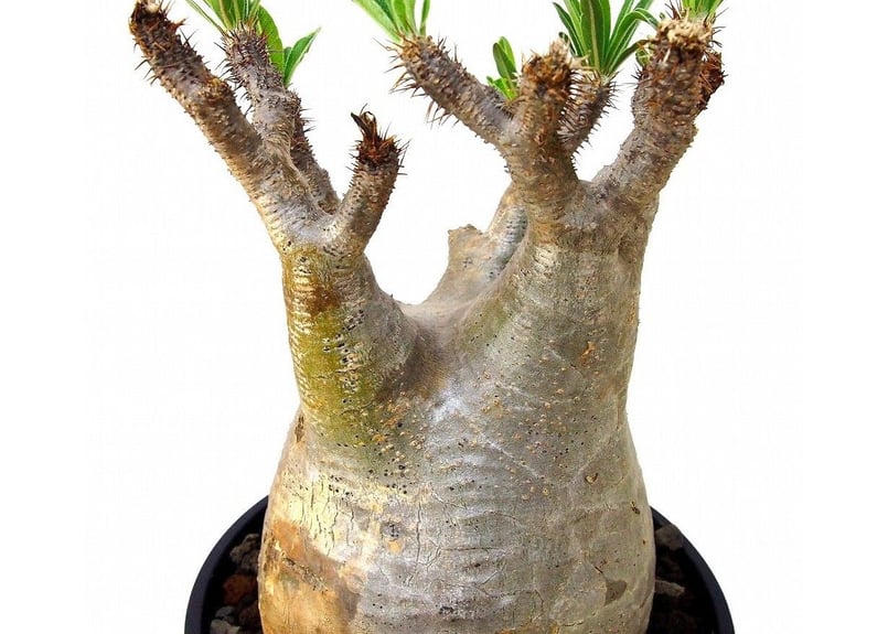 Pachypodium Gracilius パキポディウム グラキリス №5 | mana