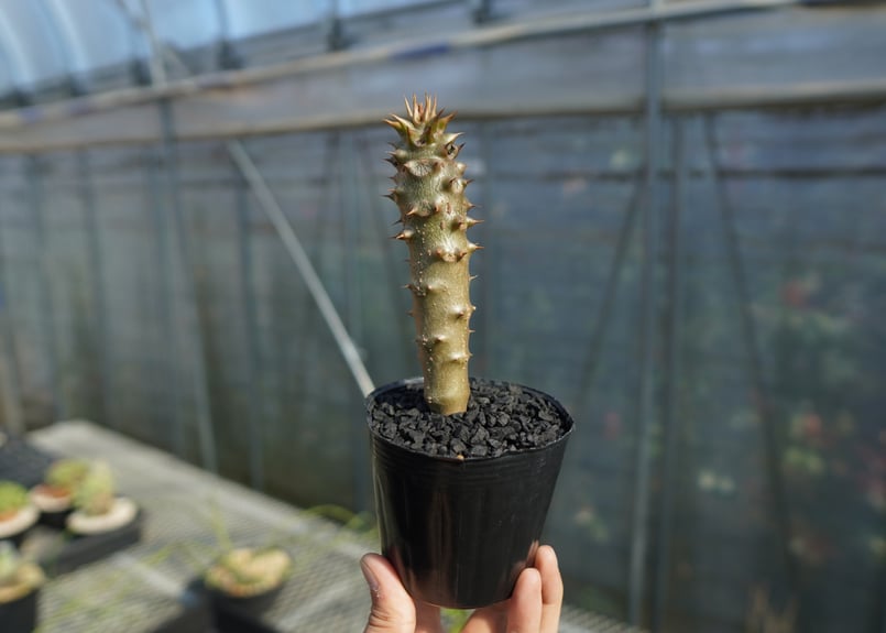 パキポディウム バロニー Pachypodium baronii No.2 | mana's