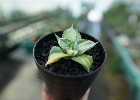 アガベ　王妃雷神錦　Agave　“Ohi Raijin Nishiki ”　No.1