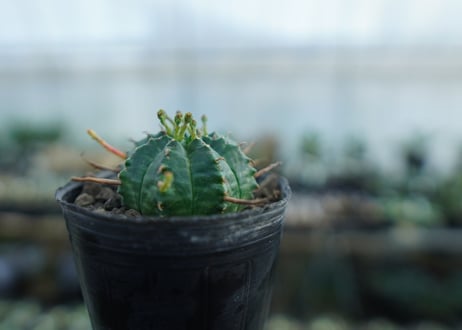 ユーフォルビア　バリダ　Euphorbia valida　No.1