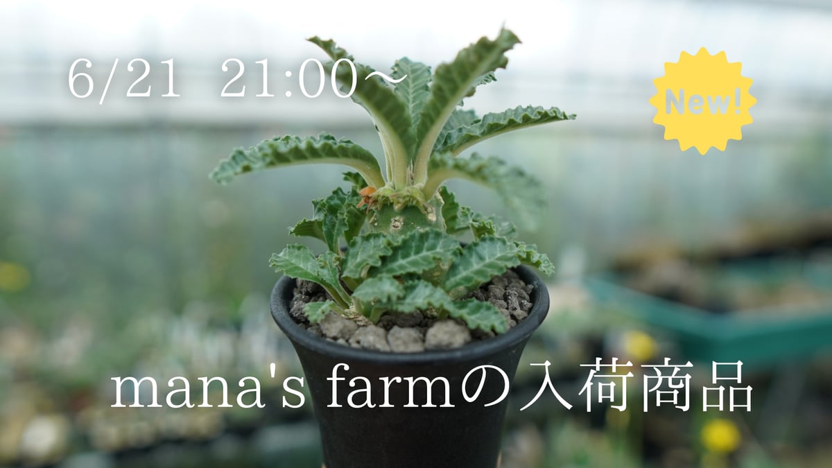 塊根植物　ブルセラ　スコレッチテンダリ 塊根植物 ブルセラ スコレッチテンダリ