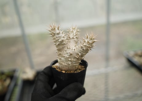 mana's farm:塊根植物・アガベ・ドライガーデン植物販売|マナズファーム