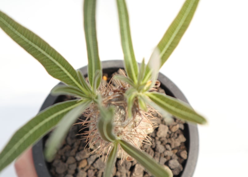 パキポディウム グラキリス 実生 №5 | mana's farm:塊根植物・アガベ