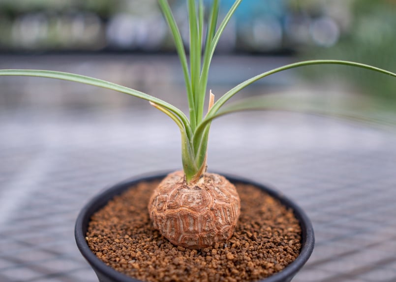 ボーカルネア グラキリス | mana's farm:塊根植物・アガベ・ドライ