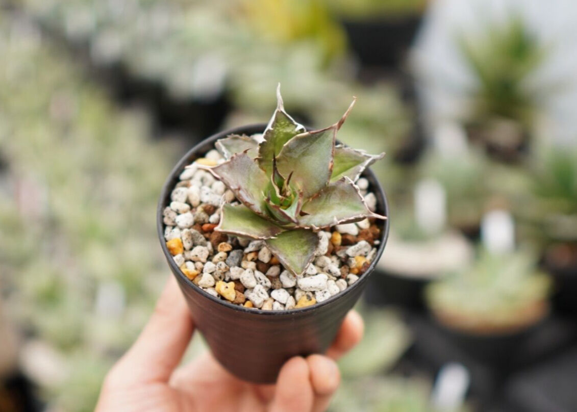 Agave titanota hades No.1 | mana's farm:塊根植物・アガ