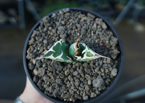 アガベ　チタノタ　夕映厳龍 Agave titanota Solar eclipse　C7