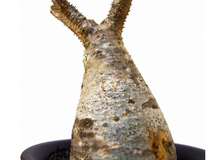 Pachypodium Gracilius パキポディウム  グラキリス  №3  little