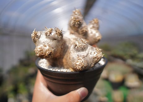 パキポディウム　エブレネウム　Pachypodium eburneum　No.2