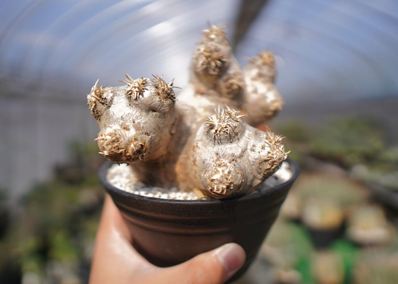 パキポディウム エブレネウム Pachypodium eburneum No.2 | mana