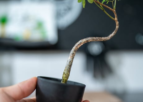 デロニクス　デカリー 沖縄実生