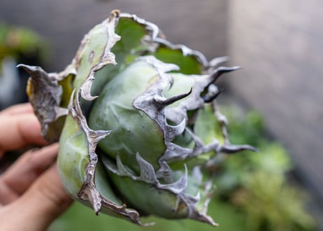 Agave B&B A NO.4