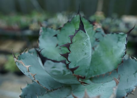 アガベ　チタノタ　 ブラックアンドブルー 　Agave titanota black and blue　No.1