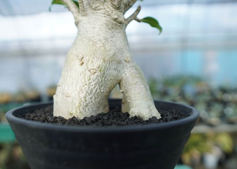 アデニウム　Adenium　No.6