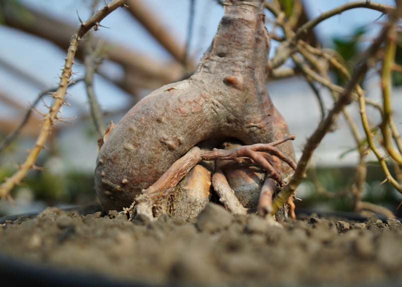パキポディウム サキュレンタム | mana's farm:塊根植物・アガベ