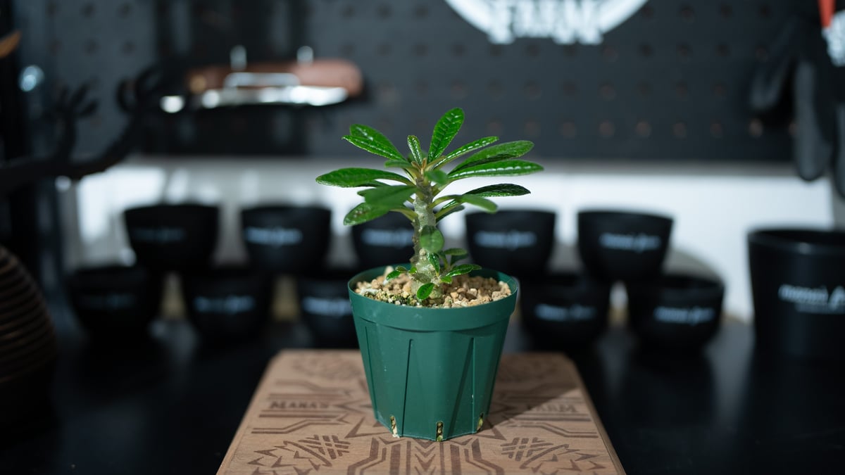 ドルステニアギガス 沖縄実生 | mana's green:塊根植物販売|マナ ドルステニアギガス 沖縄実生 | mana's green:塊根植物販売|マナ