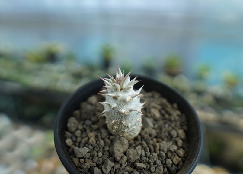 パキポディウム デンシフローラム Pachypodium densiflorum No.1