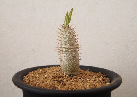 パキポディム　イノピナツム　Pachypodium inopinatum