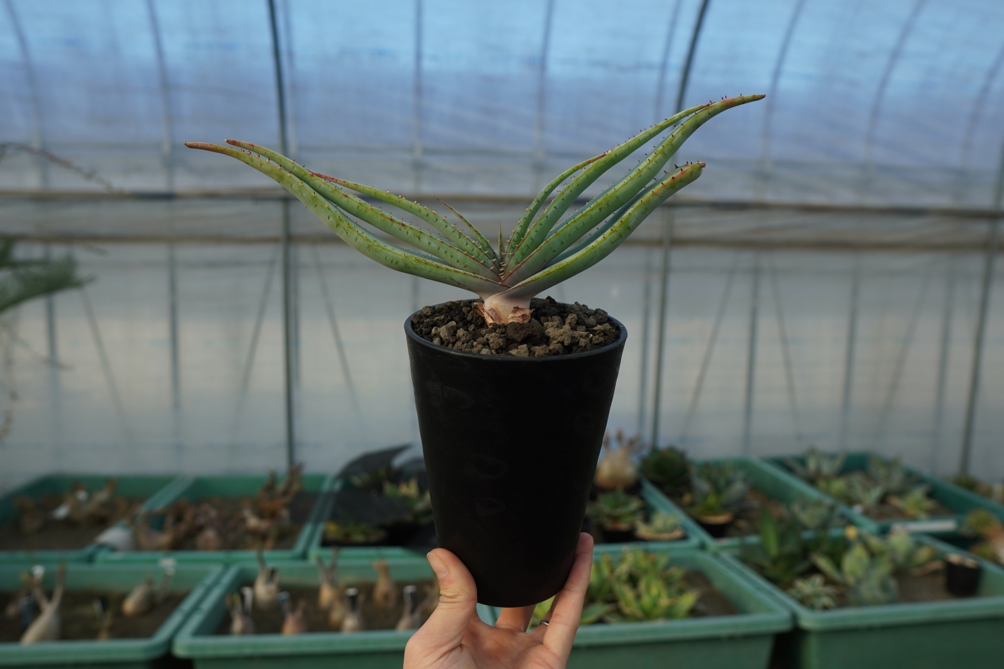 アロエ スプラフォリアータ Aloe suprafoliata | mana's farm:塊