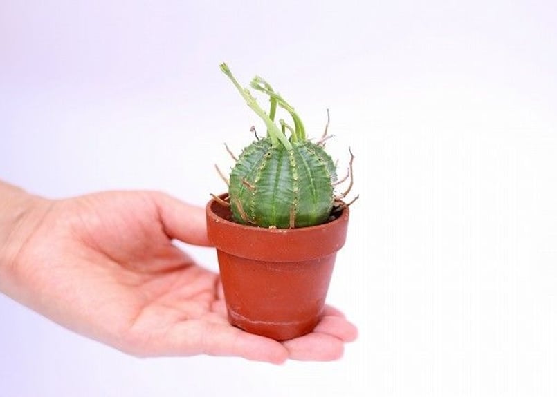 美株】ユーフォルビアバリダ 国内実生株 塊根植物 サボテン