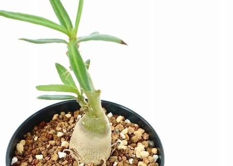 パキポディウム　ビスピノーサム