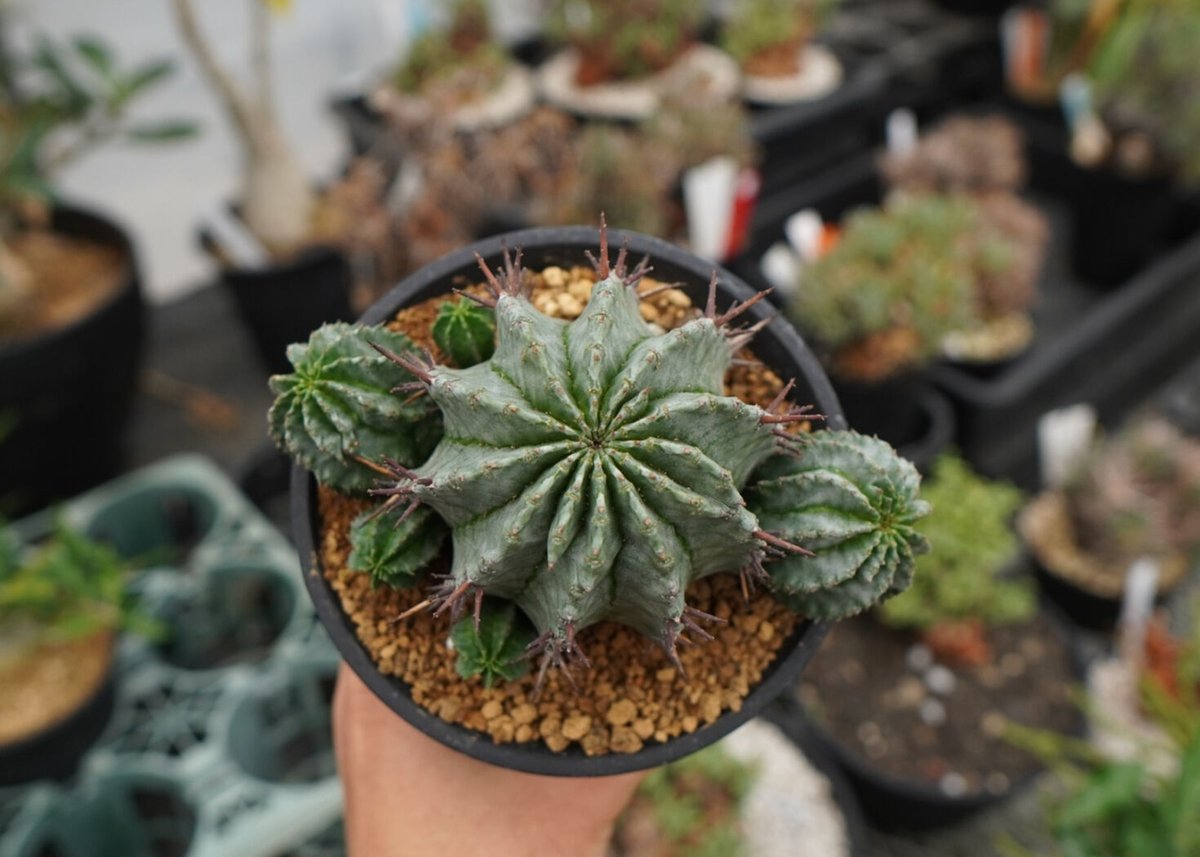 ホリダ ユーフォルビア \"特大オールド\" 2 N | 子株×2 Horrida Euphorbia / ホリダ ユーフォルビア No.028 塊根植物・コーデックス