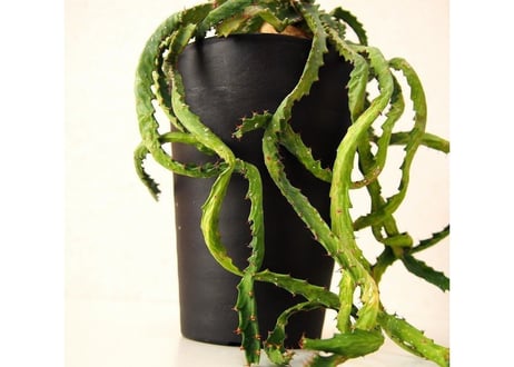 ユーフォルビア ステラータ 飛竜  Euphorbia stellata 12 未発根