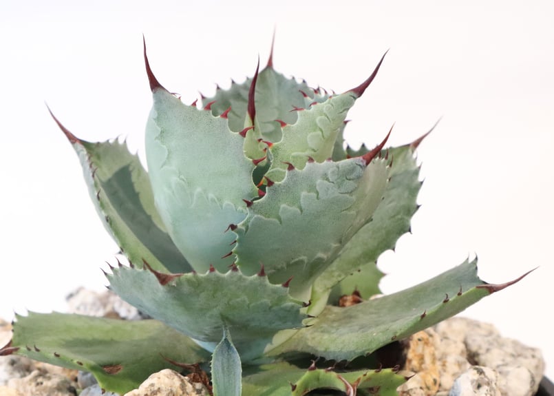 アガベ 風雷神 | mana's farm:塊根植物・アガベ・ドライガーデン植物