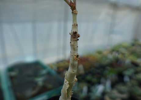 キフォステンマ　ユッタエ　Cyphostemma juttae No.2
