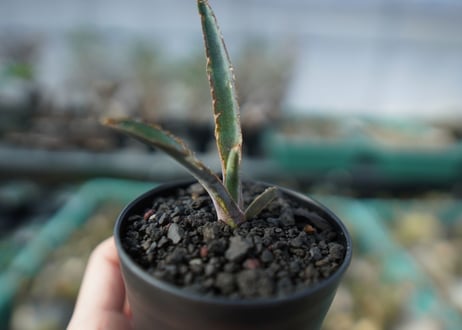 アガベ　チタノタ　 ブラックアンドブルー 　Agave titanota black and blue　A15