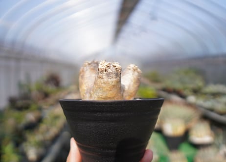 パキポディウム　エブレネウム　Pachypodium eburneum　No.1