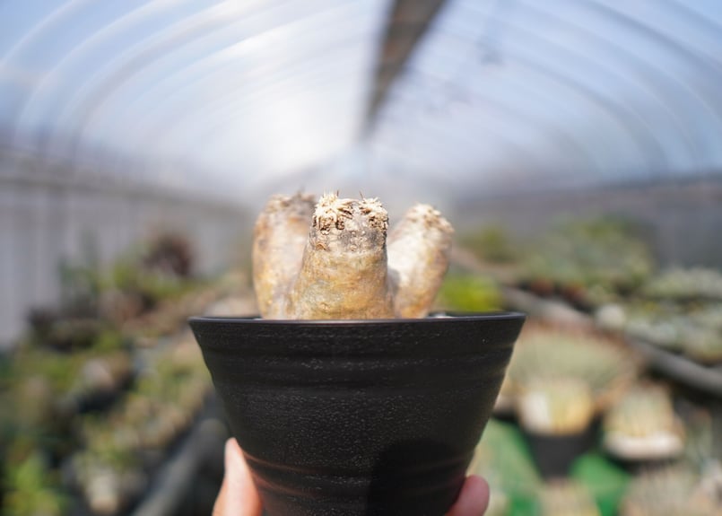 パキポディウム エブレネウム Pachypodium eburneum No.1 | mana